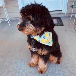 Pineapple Dog Bandana